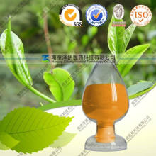 Grüntee-Extrakt-Pulver EGCG 98% Polyphenole